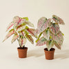 Kunstpflanzen-Duo – Caladium in Weiß-Rosa & Grün-Rosa – Set-Foto (mit KI generiert)