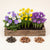Blumenzwiebel-Set „Frühlingsboten“ – 125 Zwiebeln: Anemone, Narzisse & Krokus – Set-Foto (mit KI generiert)