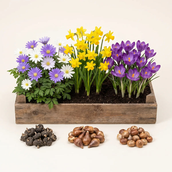 Blumenzwiebel-Set „Frühlingsboten“ – 125 Zwiebeln: Anemone, Narzisse & Krokus – Set-Foto (mit KI generiert)