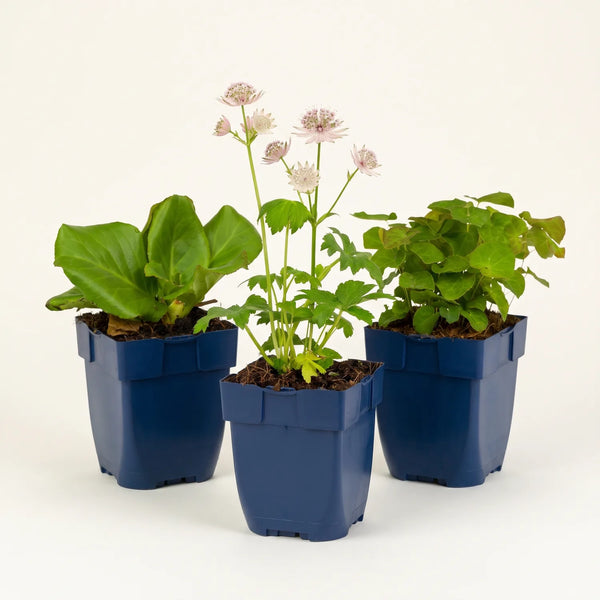 Stauden-Set „Schattengarten“ – Bergenie, Sterndolde & Elfenblume – Set-Foto (mit KI generiert)