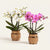Orchideen-Duo – 2 Schmetterlingsorchideen mit Übertöpfen – Set-Foto (mit KI generiert)