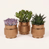Sukkulenten-Set „Mini“ – Echeveria, Geldbaum & Haworthia mit Übertöpfen – Set-Foto (mit KI generiert)
