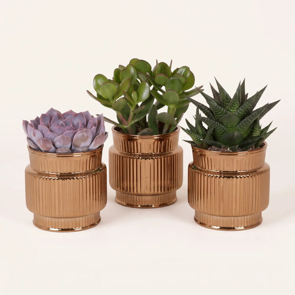 Sukkulenten-Set „Mini“ – Echeveria, Geldbaum & Haworthia mit Übertöpfen – Set-Foto (mit KI generiert)