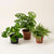 Zimmerpflanzen-Set „Hängepflanzen“ – Efeutute, Monkey Leaf & Grünlilie – Set-Foto (mit KI generiert)