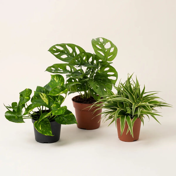 Zimmerpflanzen-Set „Hängepflanzen“ – Efeutute, Monkey Leaf & Grünlilie – Set-Foto (mit KI generiert)