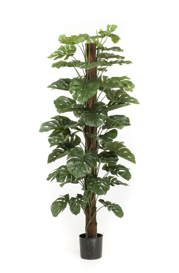 Kunstpflanze - Monstera Deliciosa - Löcherpflanze - 180 cm