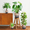 4x Pflegeleichte Zimmerpflanzen – Grünlilie, Glückskastanie, Efeutute & Monstera – ↕ 25–80 cm – Ø 12–21 cm | inkl. Jute-Korb Lissabon Schwarz