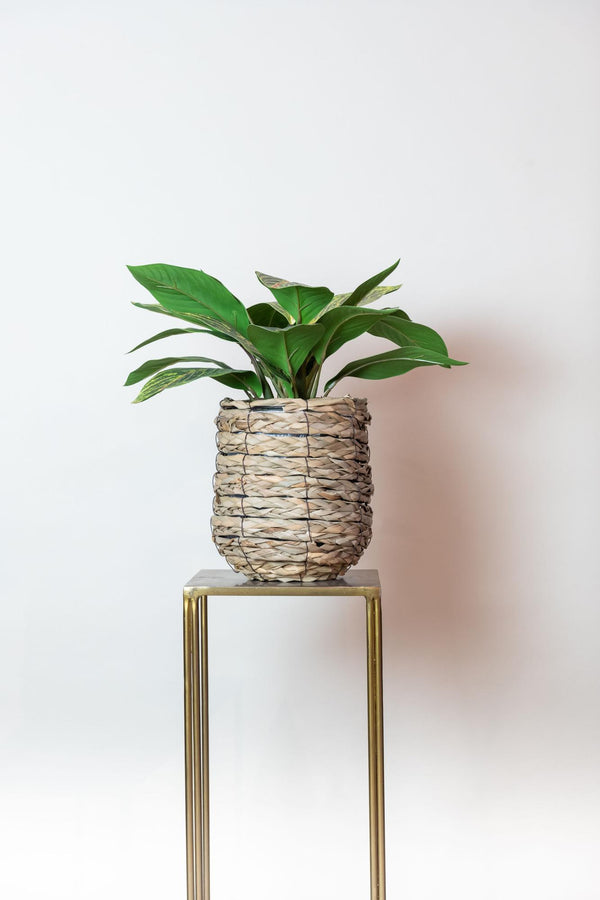 Kunstpflanze - Croton Codiaeum - Wunderstrauch - 38 cm