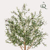 Kunstpflanze - Olea europaea - Olivenbaum - 180 cm