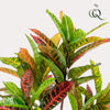 Kunstpflanze - Croton Codiaeum - Wunderstrauch - 95 cm
