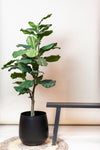 Kunstpflanze - Ficus Lyrata - Tabakspflanze - 120 cm