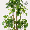Kunstpflanze - Polyscias - Aralia - 160 cm