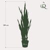 Kunstpflanze - Sanseveria black coral - Frauernzunge - 97 cm