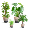 4x Pflegeleichte Zimmerpflanzen – Grünlilie, Glückskastanie, Efeutute & Monstera – ↕ 25–80 cm – Ø 12–21 cm | inkl. Jute-Korb Lissabon Schwarz