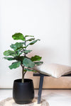 Kunstpflanze - Ficus Lyrata - Tabakspflanze - 90 cm