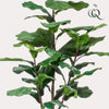 Kunstpflanze - Ficus Lyrata - Tabakspflanze - 120 cm