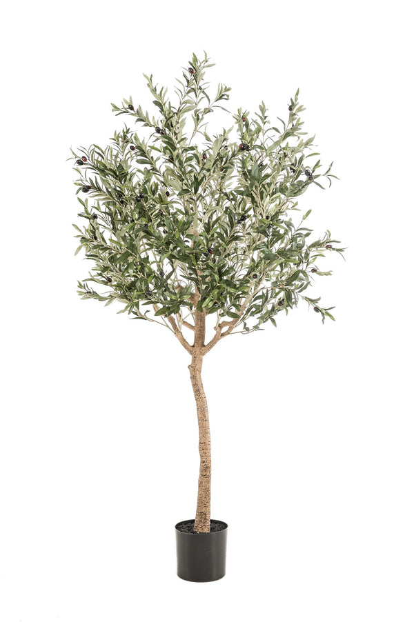Kunstpflanze - Olea europaea - Olivenbaum - 180 cm