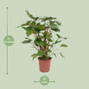 Homalomena – Rubescens Maggy – ↕ 90 cm – Ø 24 cm