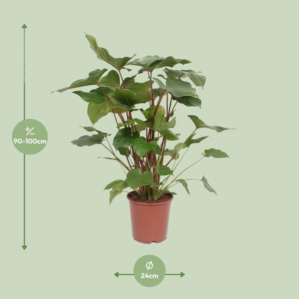 Homalomena – Rubescens Maggy – ↕ 90 cm – Ø 24 cm