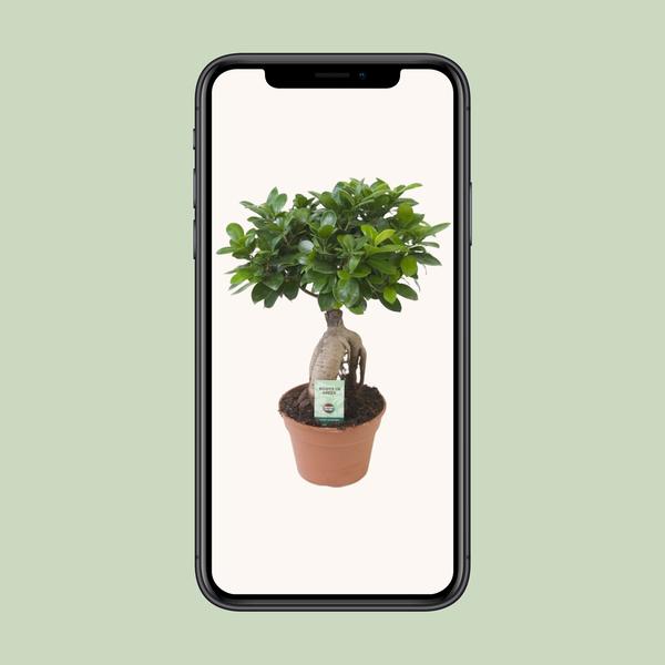 Ginseng-Feige - Ficus Ginseng - ↕ 40 cm - Ø 17 cm