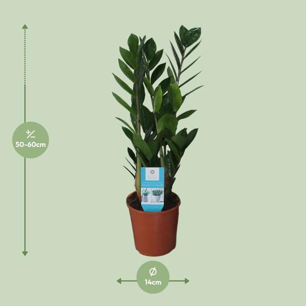Glücksfeder - Zamioculcas Zamiifolia - ↕ 55 cm - Ø 14 cm