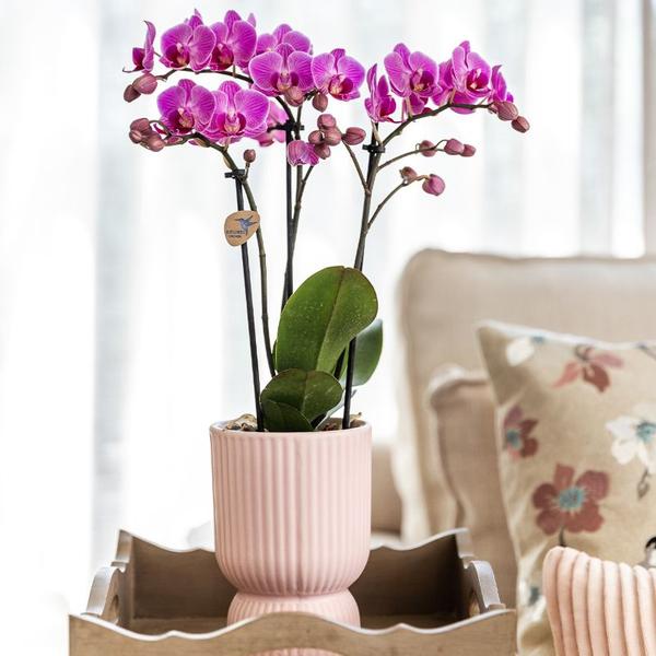Nachtfalterorchidee & Sukkulente - ↕ ca. 30–35 cm - Ø 9 cm | 2er-Set rosa gefleckt auf weißem Tablett