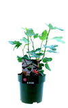 Feigenbaum – Ficus carica 'Bornholm' – ↕ 50 cm – Ø 19 cm