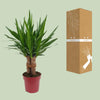 Palmlilie - Yucca Tres Cañas - ↕ 70 cm - Ø 19 cm