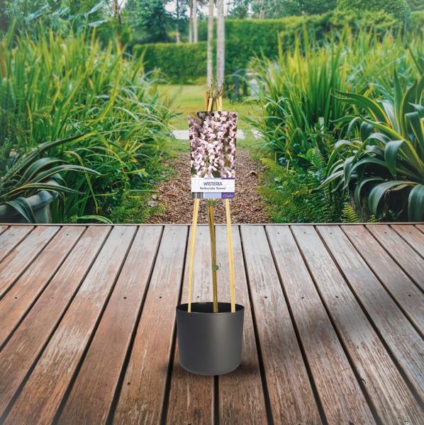 Glyzinie – Wisteria floribunda 'Rosea' +light Label – ↕ 65 cm – Ø 15 cm
