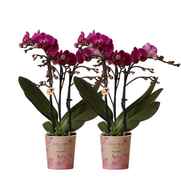 2x Nachtfalterorchidee lila – Phalaenopsis Orchidee – Morelia – ↕ ca. 35–45 cm – Ø 9 cm – COMBI DEAL