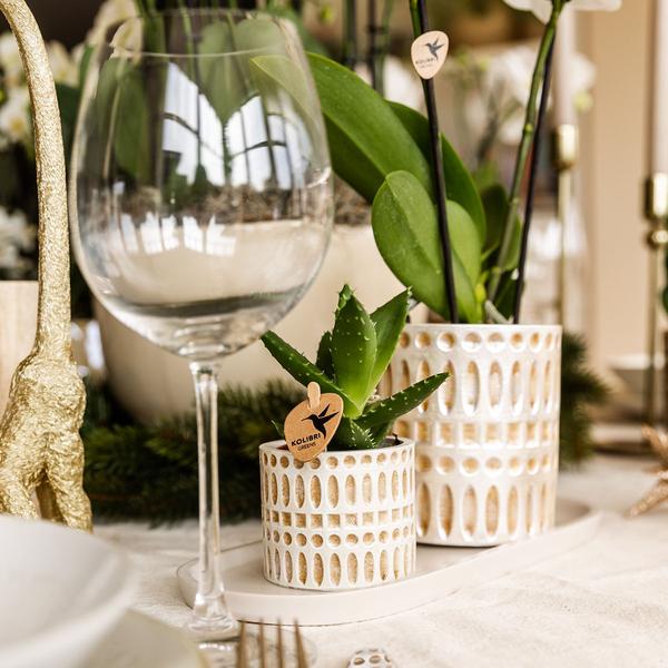 Pflanzenset Le Chic Small – Phalaenopsis Amabilis weiß & Sukkulente – inkl. Keramiktöpfe auf organischem Tablett Creme