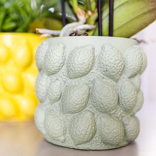 Kolibri Orchids | gelbe Phalaenopsis-Orchidee - Mexiko + Citrus-Ziertopf grün - Topfgröße Ø9cm | blühende Zimmerpflanze im Blumentopf - frisch vom Züchter