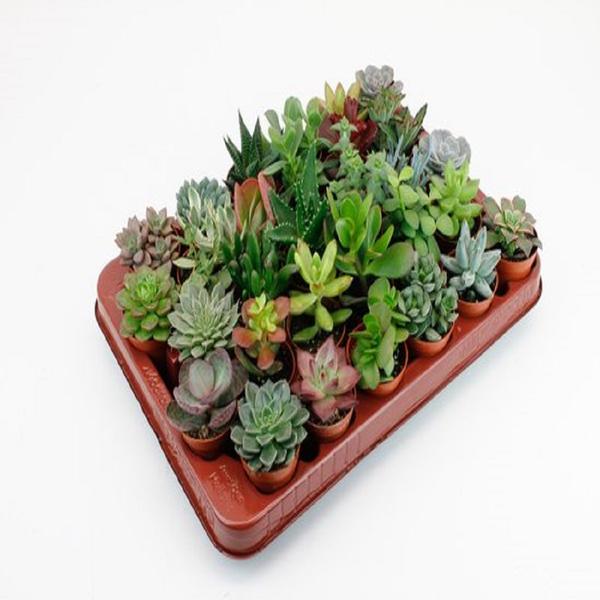 30x Sukkulenten – LOCK-Mix – Ø 5,5 cm