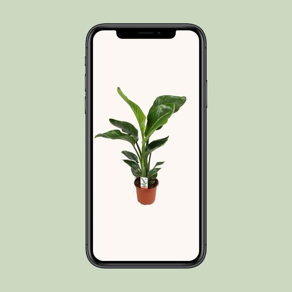 Strelitzia Nicolai - ↕ 70 cm - Ø 17 cm