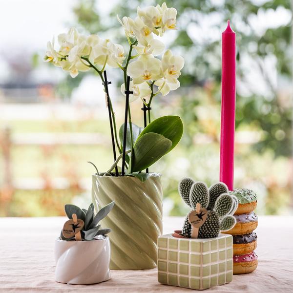 Nachtfalterorchidee gelb – Phalaenopsis Orchidee – ↕ ca. 35–45 cm – Ø 9 cm