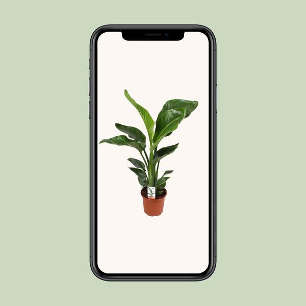 Strelitzia Nicolai - ↕ 70 cm - Ø 17 cm - V2
