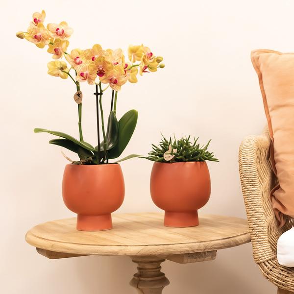 Nachtfalterorchidee orange – Phalaenopsis Orchidee – Jamaica – ↕ ca. 35–45 cm – Ø 9 cm