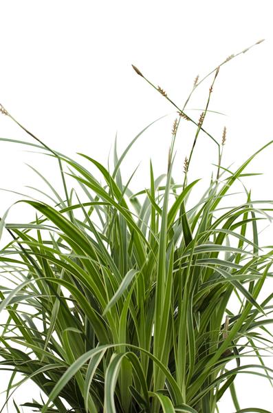 Japan-Segge – Carex morrowii Ice Dance – ↕ 30 cm – Ø 14 cm