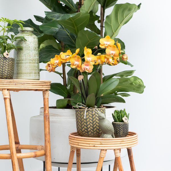 Nachtfalterorchidee - KOMBI ANGEBOT von 2 orangenen Phalaenopsis-Orchideen - ↕ 40 cm - Ø 12 cm