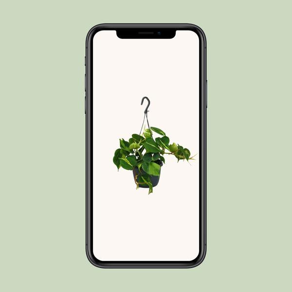 Philodendron Scandens Brasil - ↕ 35 cm - Ø 15 cm