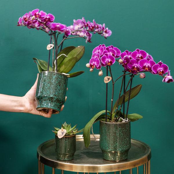 Nachtfalterorchidee lila – Phalaenopsis Orchidee – Morelia – ↕ ca. 35–45 cm – Ø 9 cm | Classy-Topf Grün
