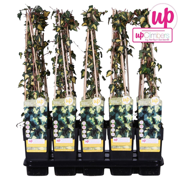 Efeu – Hedera helix Goldheart – ↕ 65 cm – Ø 15 cm