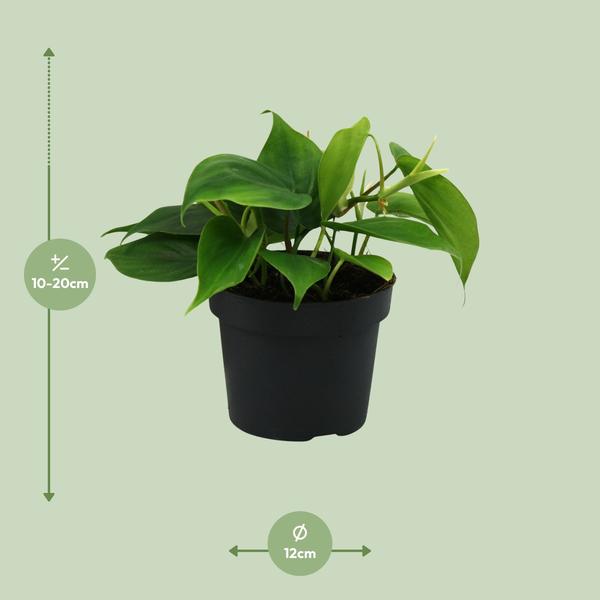 Philodendron Scandens - ↕ 20 cm - Ø 12