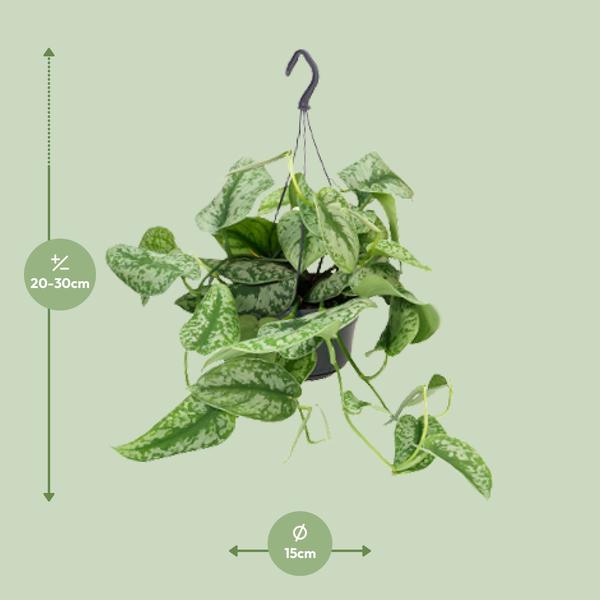 Efeutute – Scindapsus Pictus Trebie – ↕ 25 cm – Ø 15 cm