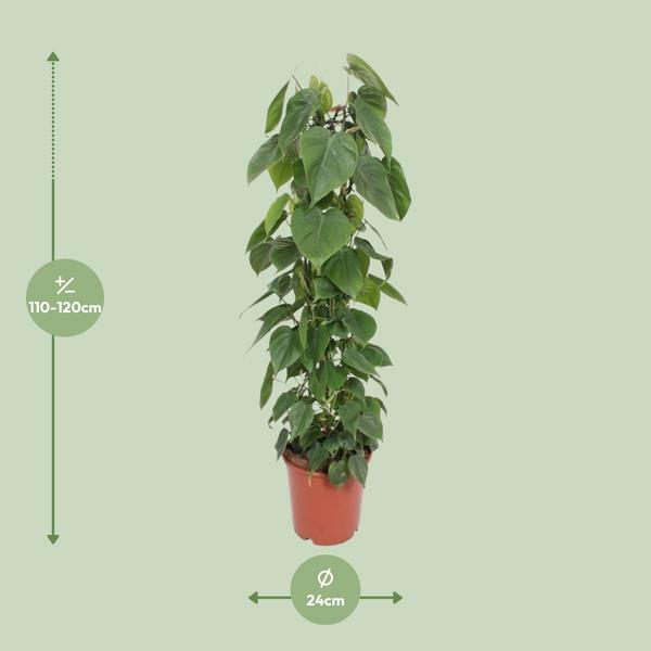 Philodendron Scandens - ↕ 120 cm - Ø 24 cm