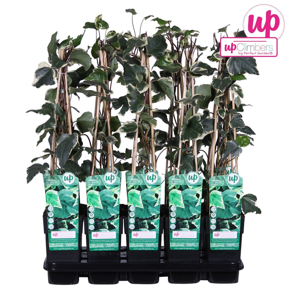 Efeu – Hedera algeriensis Gloire de Maren – ↕ 65 cm – Ø 15 cm