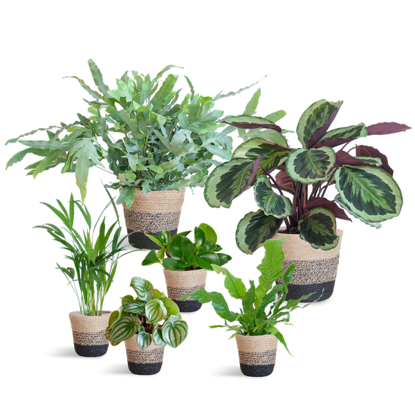 6x Haustierfreundliche Zimmerpflanzen - Goldpalme, Krokodilfarn, Blaufarn, Calathea & 2x Peperomia - ↕ 20–60 cm - Ø 12 cm | inkl. Jute-Korb Lissabon & Terima Kasih