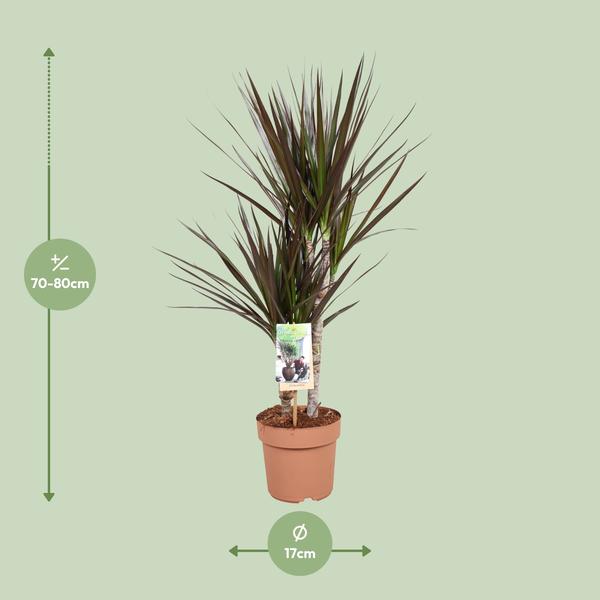 Drachenbaum - Dracaena Magenta - ↕ 80 cm - Ø 17 cm