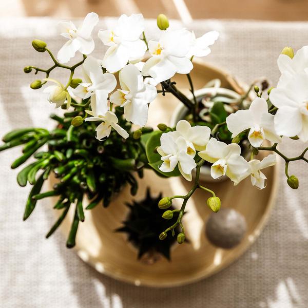 Nachtfalterorchidee - Phalaenopsis - ↕ ca. 40 cm - Ø 9 cm | 3er-Set Slow Living inkl. Keramik-Zierpflanztöpfen