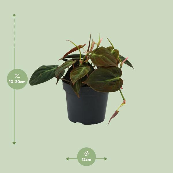 Philodendron Micans - ↕ 15 cm - Ø 12 cm